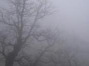 Brouillard
