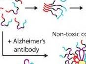 ALZHEIMER, PARKINSON: puissants anticorps thérapeutiques contre plaques amyloïdes PNAS