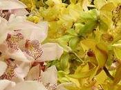 orchidées Cymbidiums, magnifiques fleurs décembre