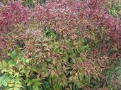 Cornus bretschneideri