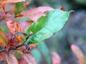 Quercus oglethorpensis