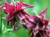 Aquilegia, belle fleur très prolifique