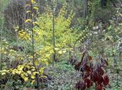 fruitiers pour décor d'automne d'hiver