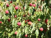 Cornus kousa