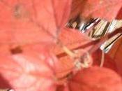 Liens bricolage jardin Pascaline