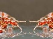 radeaux fourmis