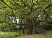 Sauvons grands arbres