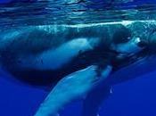 itinéraires navires modifiés pour protéger baleines Californie
