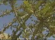 Histoire l'encens...spirituelle médicinale