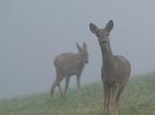 Chevreuils dans brume matinale…