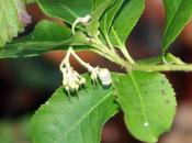 Arbutus andrachnoides