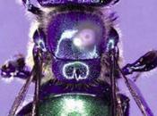 abeille baptisée l’honneur Sheldon