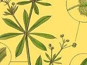 plantes sauvages mangent