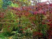 Viburnum plicatum automne