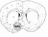 ANOREXIE HYPERACTIVITÉ: lien systématique confirmé niveau cerveau Inserm Translational Psychiatry