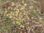 Cornus officinalis Romilly