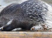 dent d'un porc-épic, vécu 120000 ans, découverte