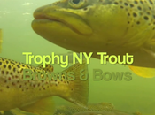 J’aime regarder truites