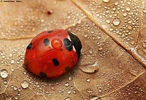 Pourquoi appelle-t-on la coccinelle «petite bête à bon dieu» ?