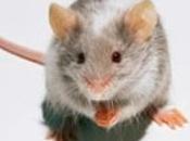 ALZHEIMER: Vers vaccin stimule défenses naturelles cerveau PNAS