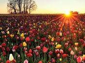 Culture tulipes Hollande