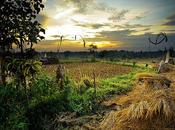 Around Ubud Bali Auré from Paris