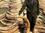 L'Afrique l'Est, carrefour l'ivoire illégal