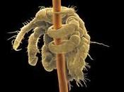 Pourquoi morpions pratiquement disparu