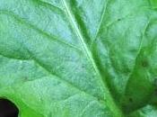 Rumex arifolius (Rumex alpestre, feuilles d'arum)