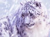 Snow Leopard votre iPhone 5...