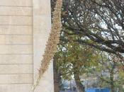 Dasylirion glaucophyllum, fruits