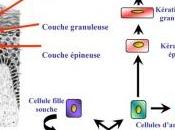 VIEILLISSEMENT: petite molécule trahit l’âge peau Inserm Journal Experimental Medicine