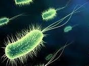 dernières avancées recherche matière biocarburants lutte contre… infections bactériennes