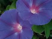 Comment composer balconnière pour printemps