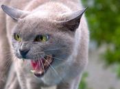 Scoop chats mangent oiseaux