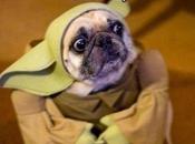 Star Wars film centré Yoda