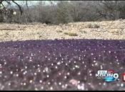 Découverte d'étranges sphères violettes sein d'un désert