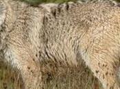 Projet Plan d'action national loup 2013-2017