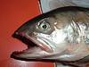 saumon mutant, nouvel avatar consommation alimentaire USA…
