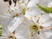 Néonicotinoïdes nouveau scandale médiatique sans fondement