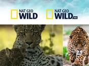 week Wild s’engage pour félins