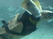 Deuxième pour tortue attaquée requin