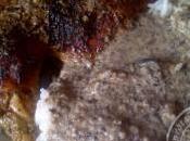 Poulet cuisson basse température sauce ribot champignons