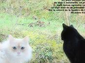 bonjour chats rappel