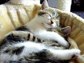 chats Saint Valentin