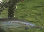 Saumon atlantique, gaspésie