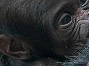 bébé gorille jardin zoologique d'Hellabrun