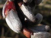 Salix caprea (Saule marsault)