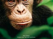 [Crock-avis]Chimpanzés (Chimpanzee), Pinocchio vraie Profs