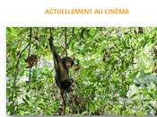 Disneynature Chimpanzés Découvrez nouvel extrait film